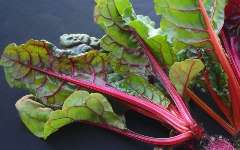 swiss chard | autumn
