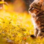 Tabby Kitten Sitting On The Grass | Plants Poisonous To Cats You Should Avoid And How To Deal With Them | Featured