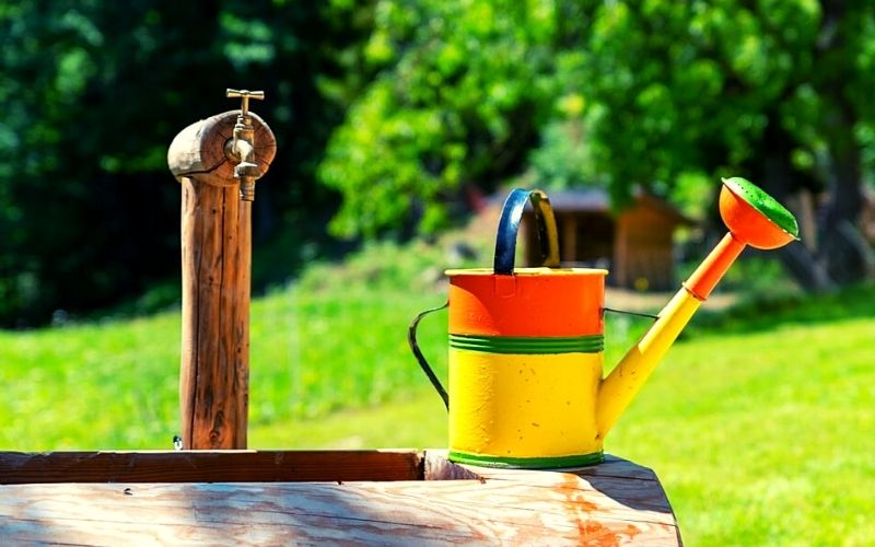 colorful watering can | Everything To Know About Growing Radishes In Containers | radishes seed