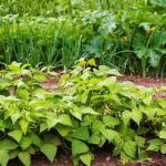 vegetable garden with beds in rows planted in crop rotation | Best Regenerative Plants For Your Garden | regenerative gardening | featured