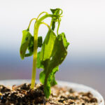 wilted pot plant | How To Keep Plants Alive In The Summer Heat Wave | protect plants from heat |featured