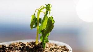 wilted pot plant | How To Keep Plants Alive In The Summer Heat Wave | protect plants from heat |featured