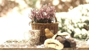 plant on the table one winter day outdoor | Container Gardening Tips For The Winter Season | Featured