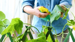 woman in vegetable garden sprays pesticide on leaf of plant with caterpillar, care of plants for growth concept | Organic Insecticides You Can Make at Home | organic pesticide for vegetable garden | featured