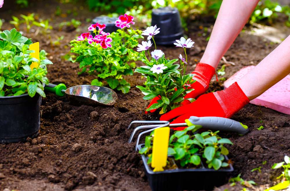 Woman Planting Flower | Gardening For Beginners: Tips For A Beautiful Flower Garden