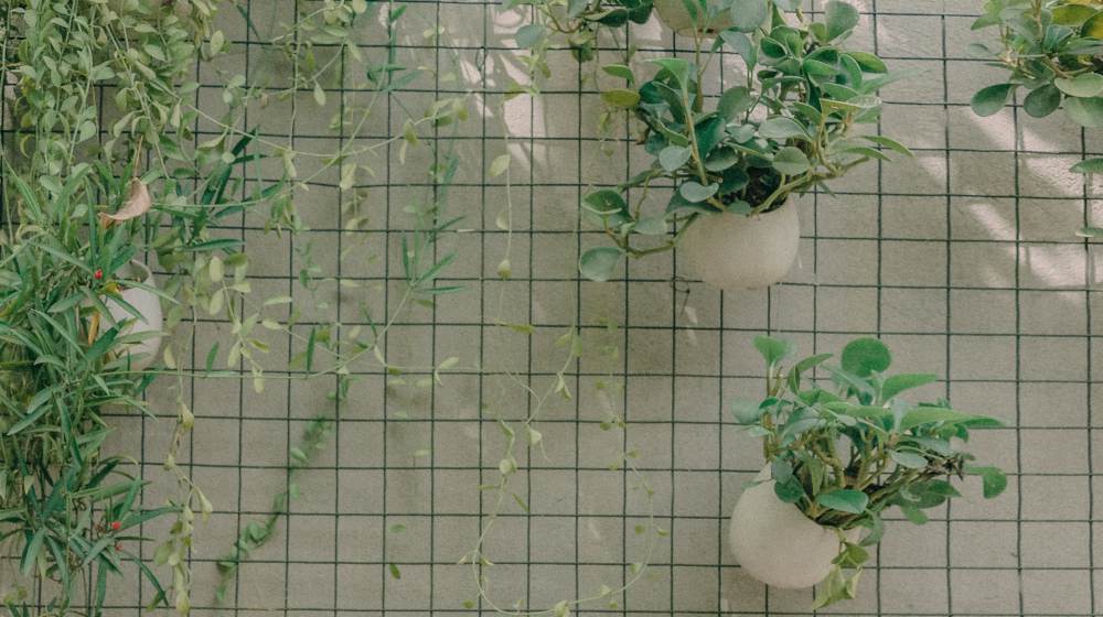 plants hanging on the wall | Small Garden Ideas And Tips | How To Design Gardens In Limited Spaces | small garden ideas | create an illusion of space