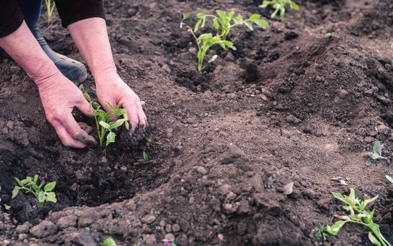 women's hands transplanted seedlings garden | How To Grow Parsnips For A Fresh Fall Harvest