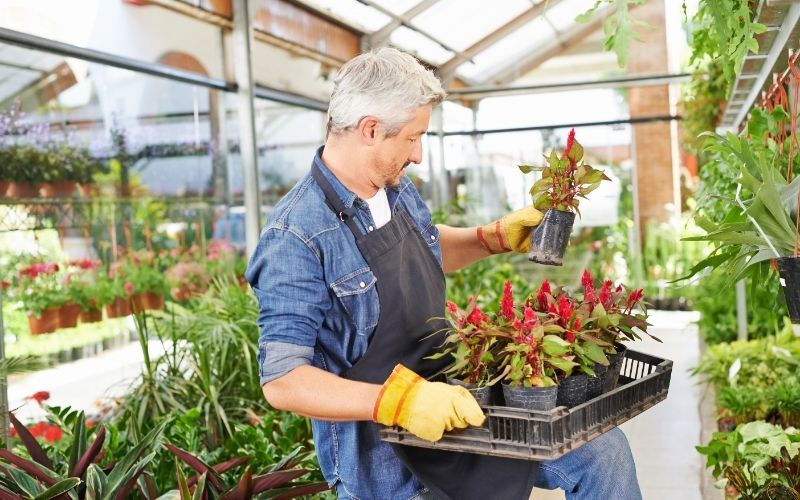 woolflower in crate in nursery | celosia flowers