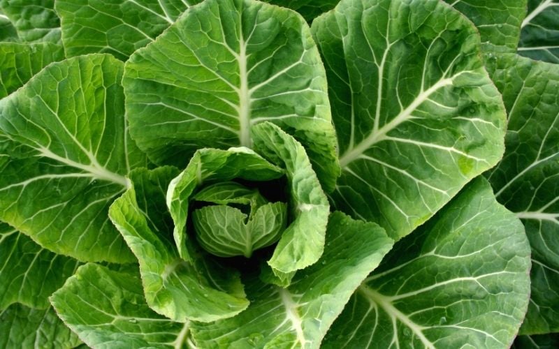 young organic collard greens | vegetables