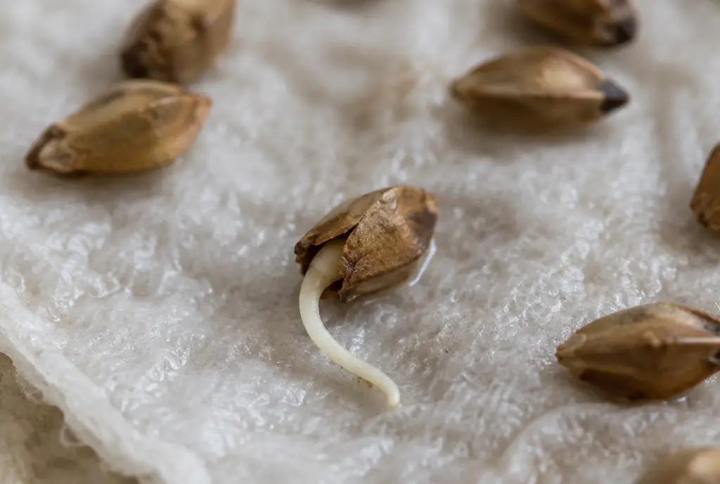 Close-up of a rose seed sprouting a small white root on a damp paper towel during cold stratification
